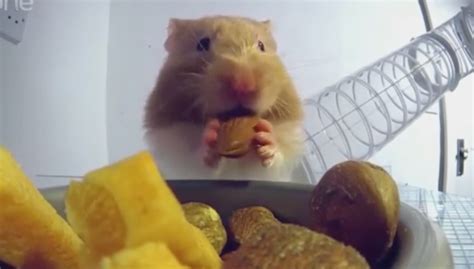 Hungry Hungry Hamster:  A Quirky Fighter For Those Who Dare To Be Different!